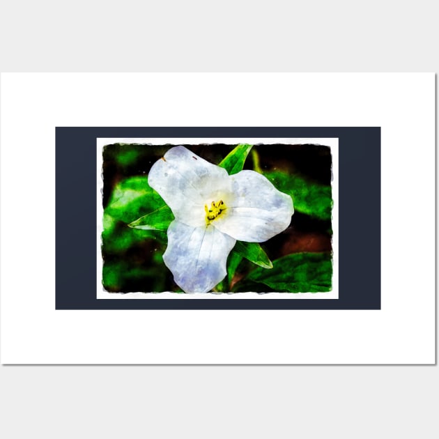 White Trillium 3 Wall Art by Robert Alsop